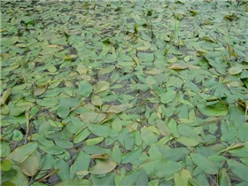  - Potamogeton natans