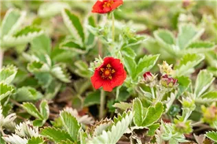  - Potentilla atrosanguinea