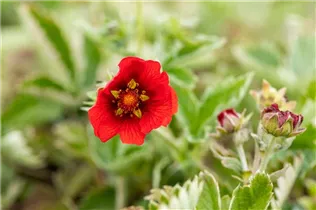  - Potentilla atrosanguinea
