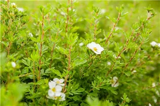- Potentilla fruticosa 'Abbotswood'  - Potentilla fruticosa 'Abbotswood'