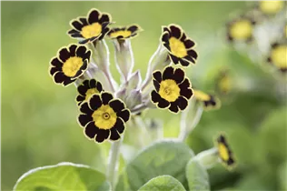  - Primula rosea 'Grandiflora'