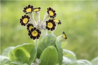  - Primula rosea 'Grandiflora'