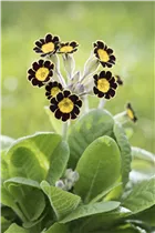  - Primula rosea 'Grandiflora'
