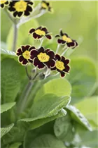  - Primula rosea 'Grandiflora'