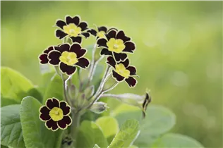  - Primula rosea 'Grandiflora'