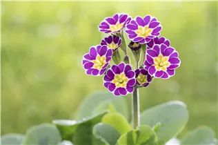  - Primula rosea 'Grandiflora'