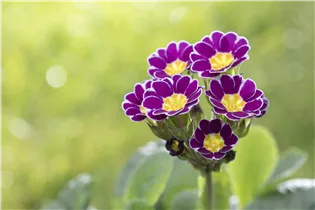  - Primula rosea 'Grandiflora'