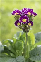  - Primula rosea 'Grandiflora'