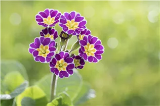  - Primula rosea 'Grandiflora'