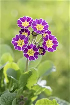  - Primula rosea 'Grandiflora'
