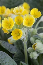  - Primula veris 'Cabrillo'