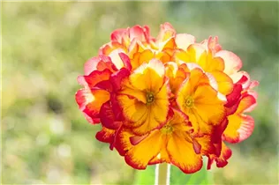  - Primula veris 'Sunset Shades'