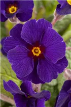  - Primula elatior 'Sylvita'®