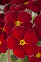  - Primula elatior 'Sylvita'®