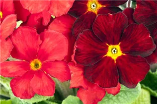  - Primula elatior 'Sylvita'®
