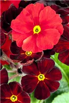 - Primula elatior 'Sylvita'®