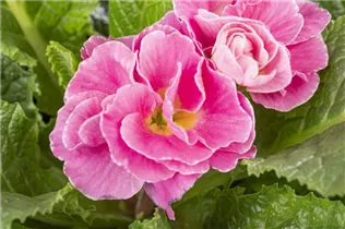  - Primula vulgaris 'Dreamer'