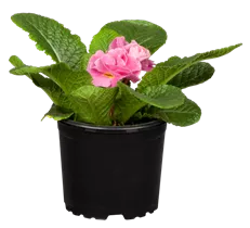  - Primula vulgaris 'Dreamer'