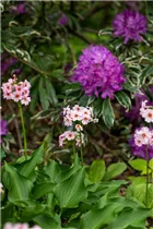  - Primula japonica 'Appleblossom'