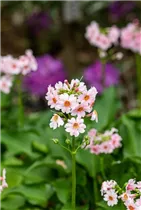  - Primula japonica 'Appleblossom'