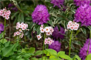  - Primula japonica 'Appleblossom'