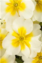  - Primula vulgaris 'Jupiter'®