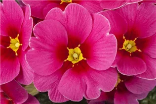  - Primula vulgaris 'Jupiter'®