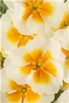  - Primula vulgaris 'Jupiter'®