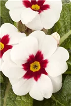  - Primula vulgaris 'Jupiter'®
