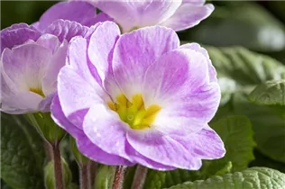  - Primula vulgaris 'Milkshake'