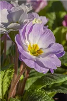  - Primula vulgaris 'Milkshake'