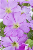  - Primula praenitens