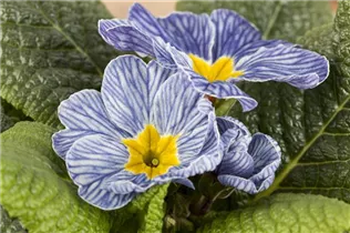  - Primula vulgaris 'Nautilus® Blue Vein'
