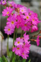  - Primula rosea