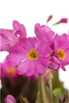  - Primula rosea