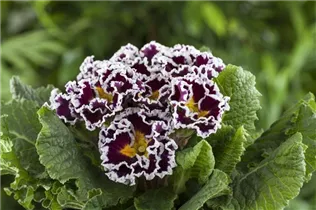  - Primula vulgaris 'Sirococco'