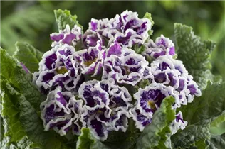  - Primula vulgaris 'Sirococco'