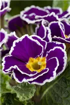  - Primula vulgaris 'Sirococco'