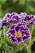  - Primula vulgaris 'Sirococco'