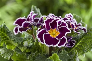  - Primula vulgaris 'Sirococco'