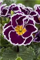  - Primula vulgaris 'Sirococco'