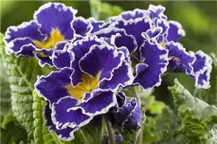  - Primula vulgaris 'Sirococco'