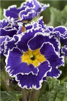  - Primula vulgaris 'Sirococco'