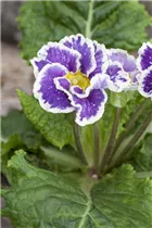  - Primula vulgaris 'Sirococco'