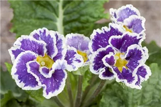  - Primula vulgaris 'Sirococco'