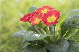  - Primula vulgaris 'Spring Bouquet'