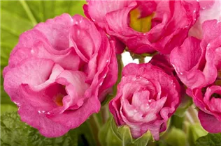  - Primula vulgaris 'Suzette'