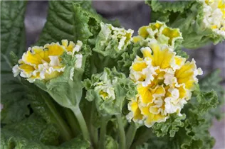  - Primula vulgaris 'Suzette'