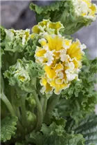  - Primula vulgaris 'Suzette'