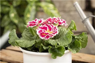  - Primula vulgaris 'Sweetie'